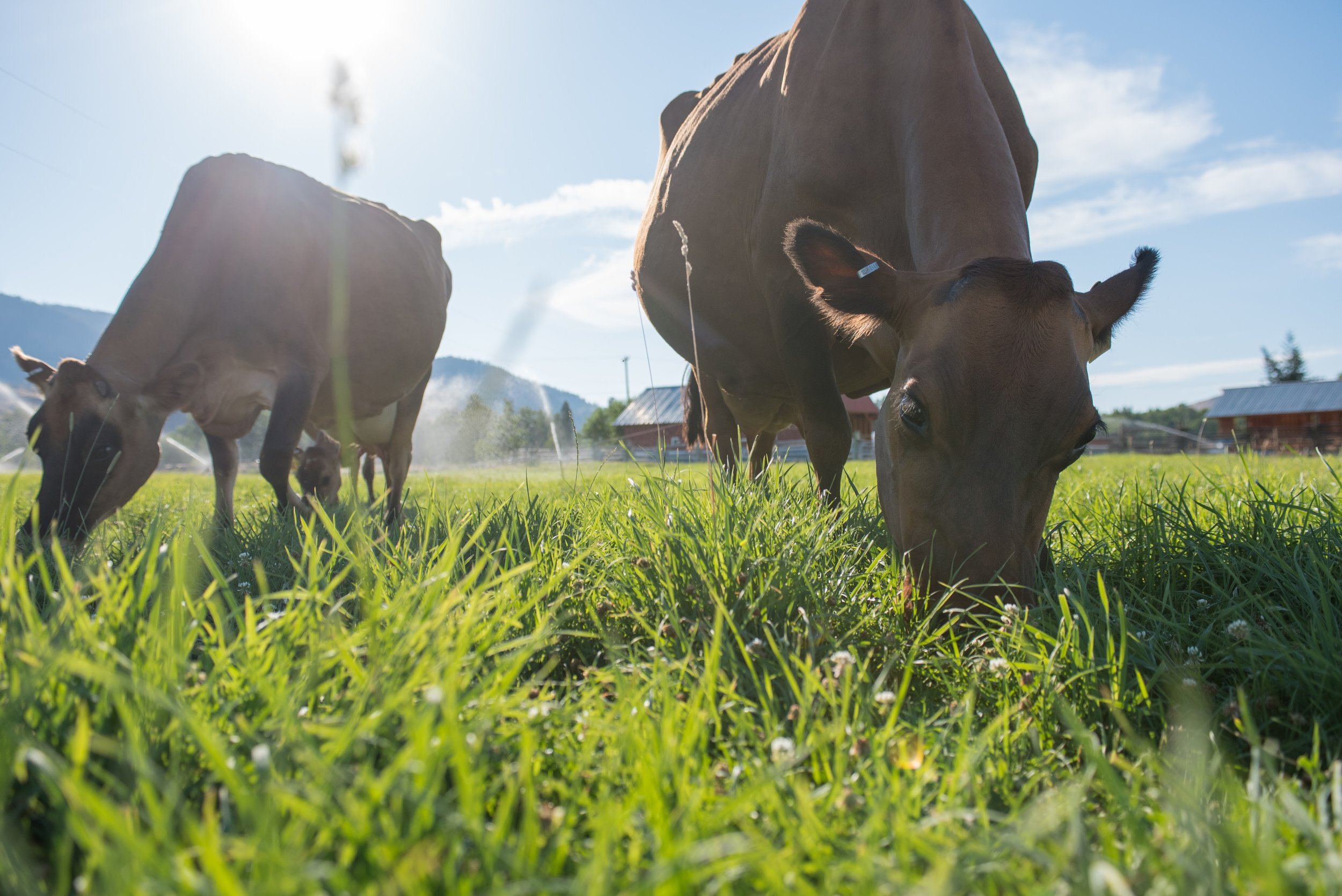 Two cows grazing on lush green grass in a sunlit pasture, with mountains in the background and a clear blue sky, showcasing a serene rural farming scene.