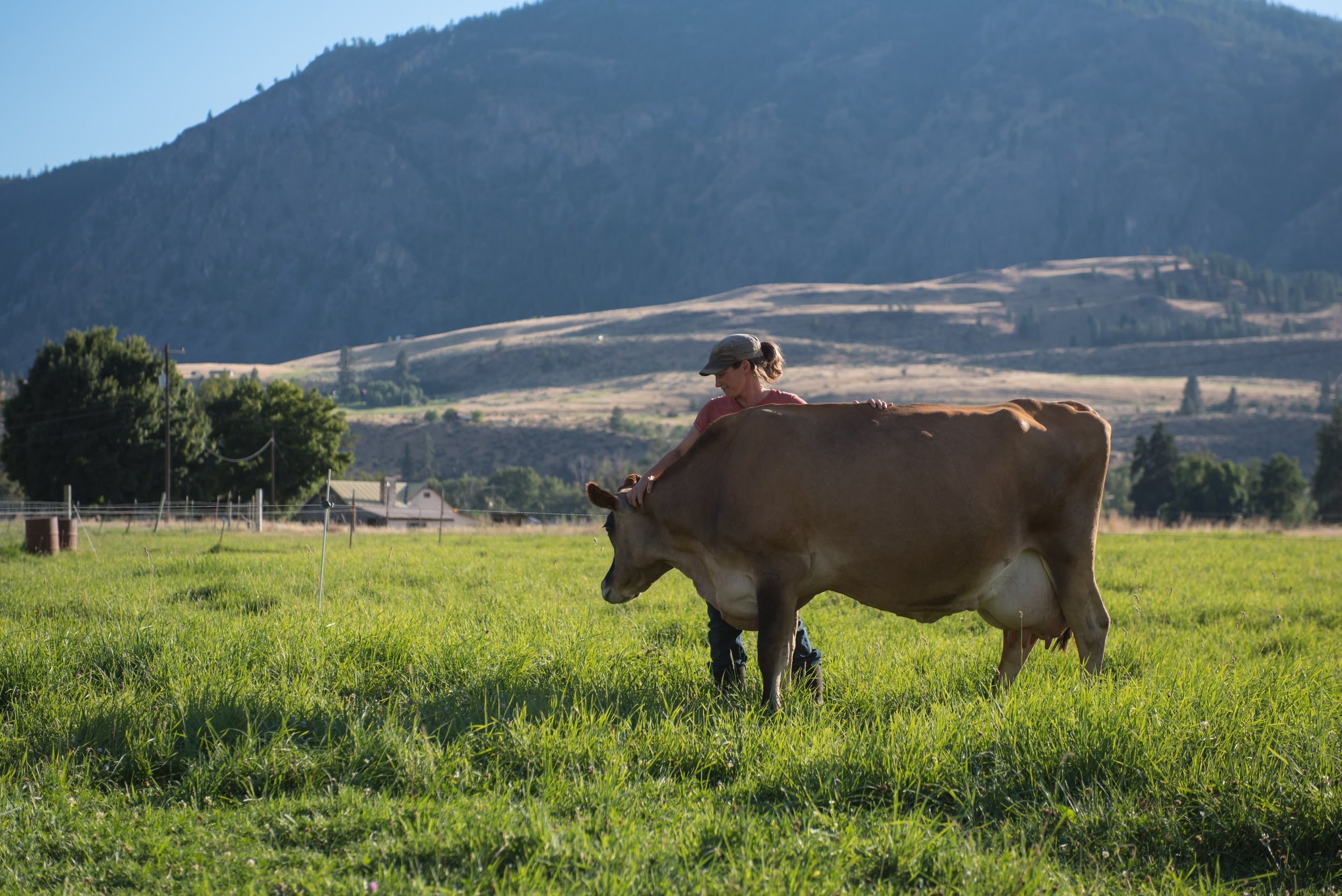 A farmer gently tending to a brown cow in a lush green pasture, with rolling hills and trees in the background, highlighting sustainable farming practices and animal care.