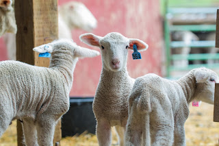 Three young lambs with ear tags stand in a barn, surrounded by straw and wooden structures, showcasing their fluffy wool and curious expressions.