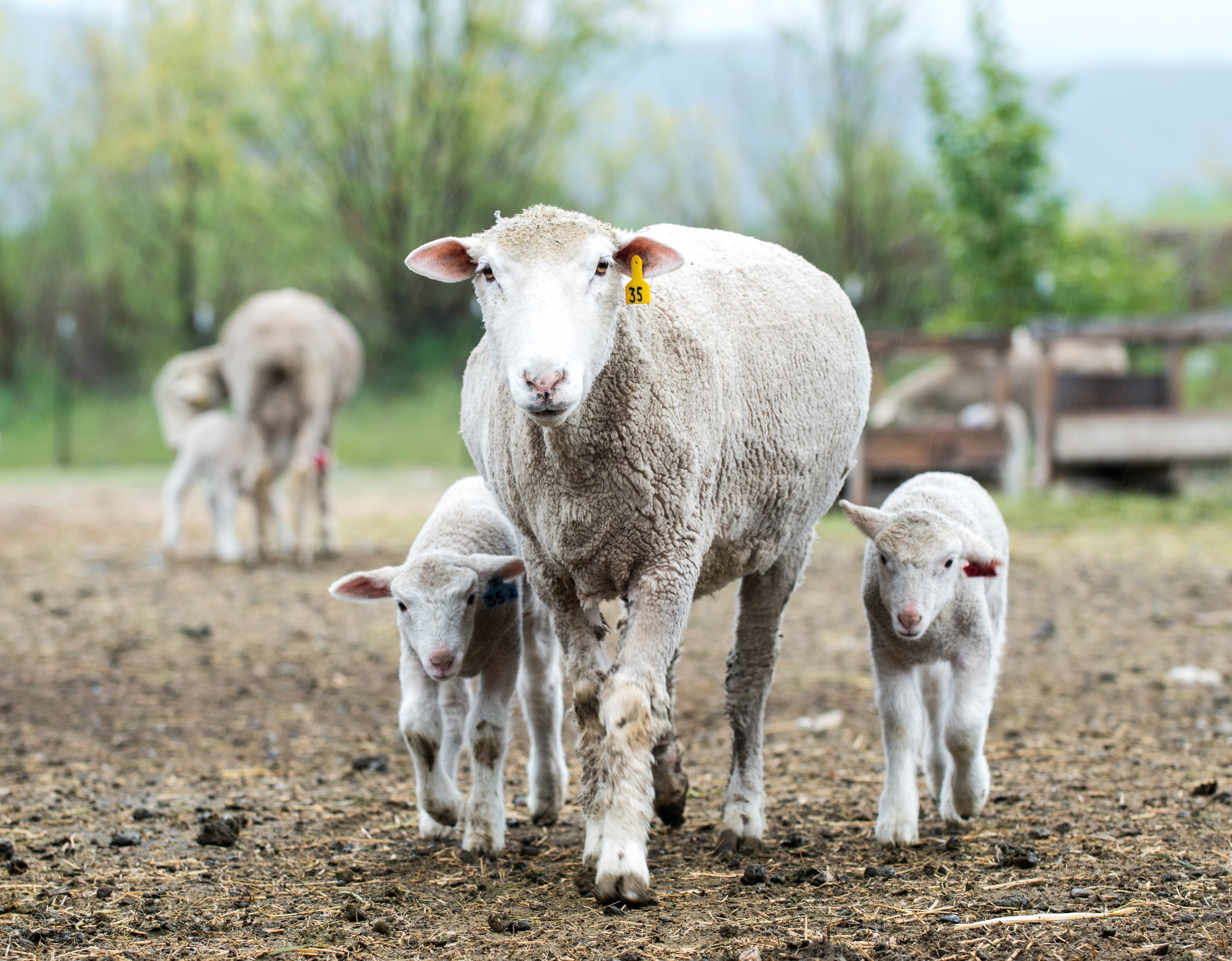 A mother sheep walking with her two lambs in a farmyard setting, showcasing the bond between them amidst a natural landscape.