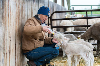 Farmer feeding a young lamb with a bottle in a barn, surrounded by sheep.