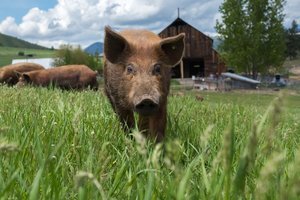 Brown pig walking through green grass on a farm, with a rustic barn and trees in the background under a blue sky.
