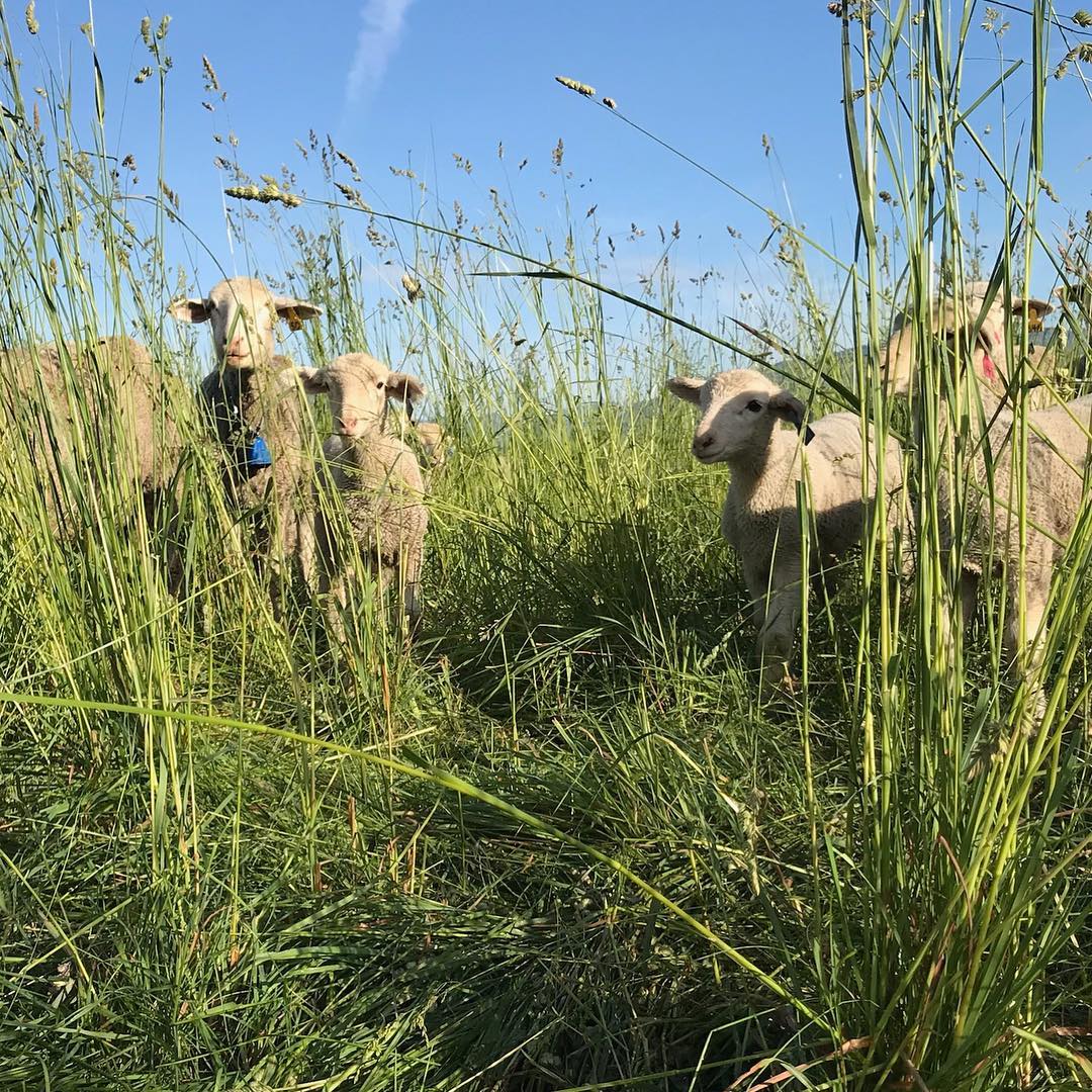 A group of sheep grazing in a lush green field with tall grass under a clear blue sky, showcasing a serene rural landscape.