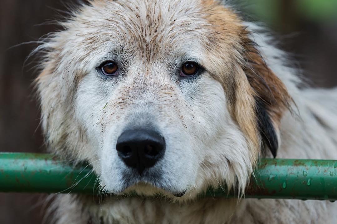Close-up of a wet, fluffy dog with a sad expression resting its head on a green railing, showcasing its brown and white fur and soulful eyes.