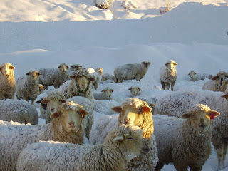 A flock of sheep covered in snow, standing in a winter landscape with a bright sun illuminating the scene.