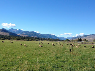 A scenic landscape featuring a lush green field with grazing sheep, set against a backdrop of mountains under a clear blue sky.