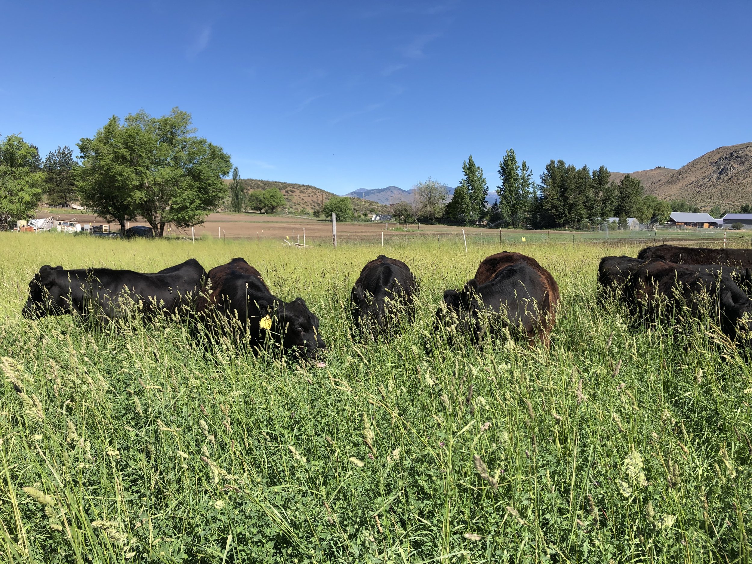 A herd of black and brown cows grazing in a lush green field under a clear blue sky, with distant mountains and farm structures visible in the background.