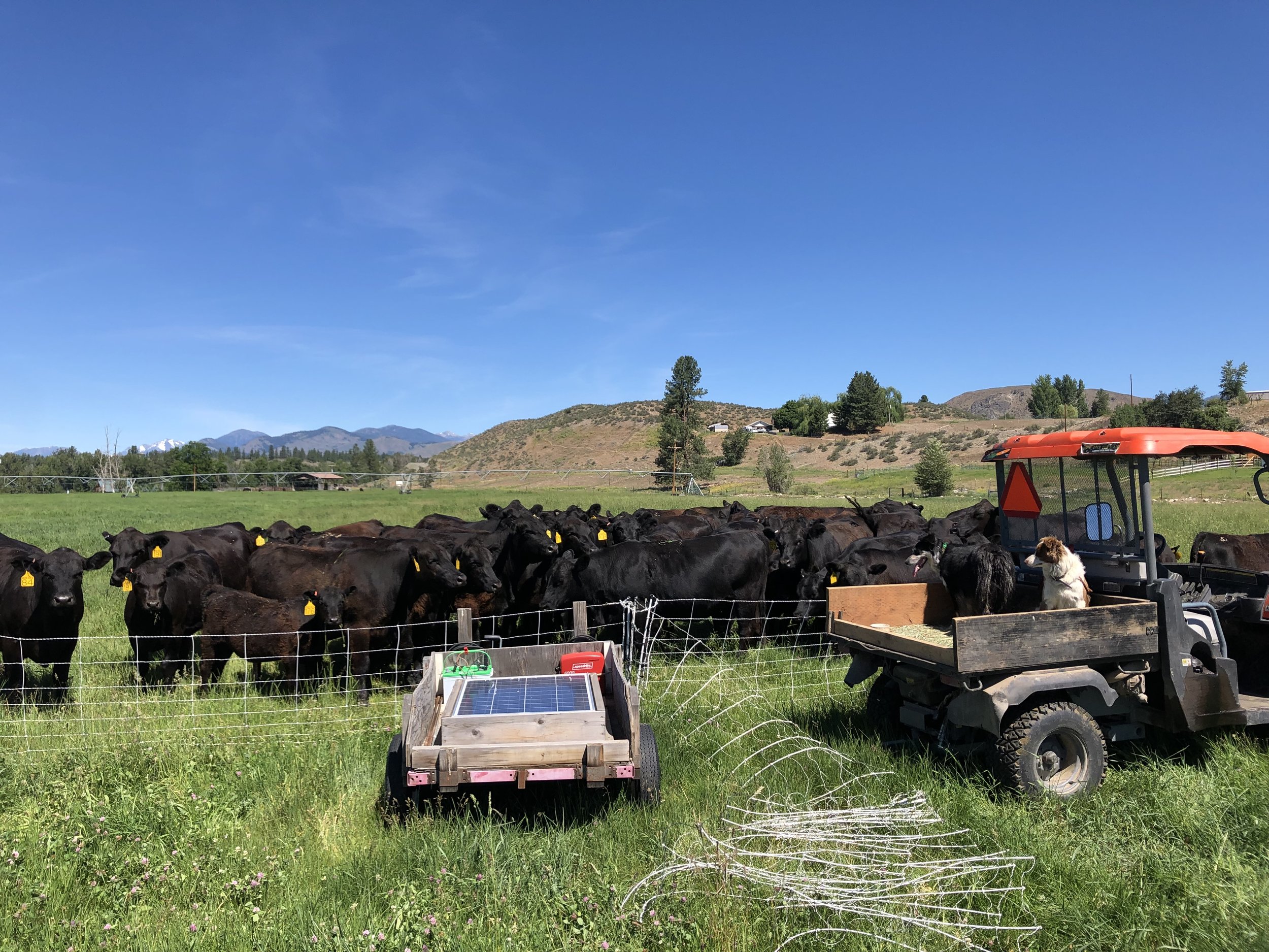 A herd of black cattle with yellow ear tags grazes in a lush green field, with a tractor and a dog nearby. The background features rolling hills and a clear blue sky, showcasing a picturesque farming landscape.