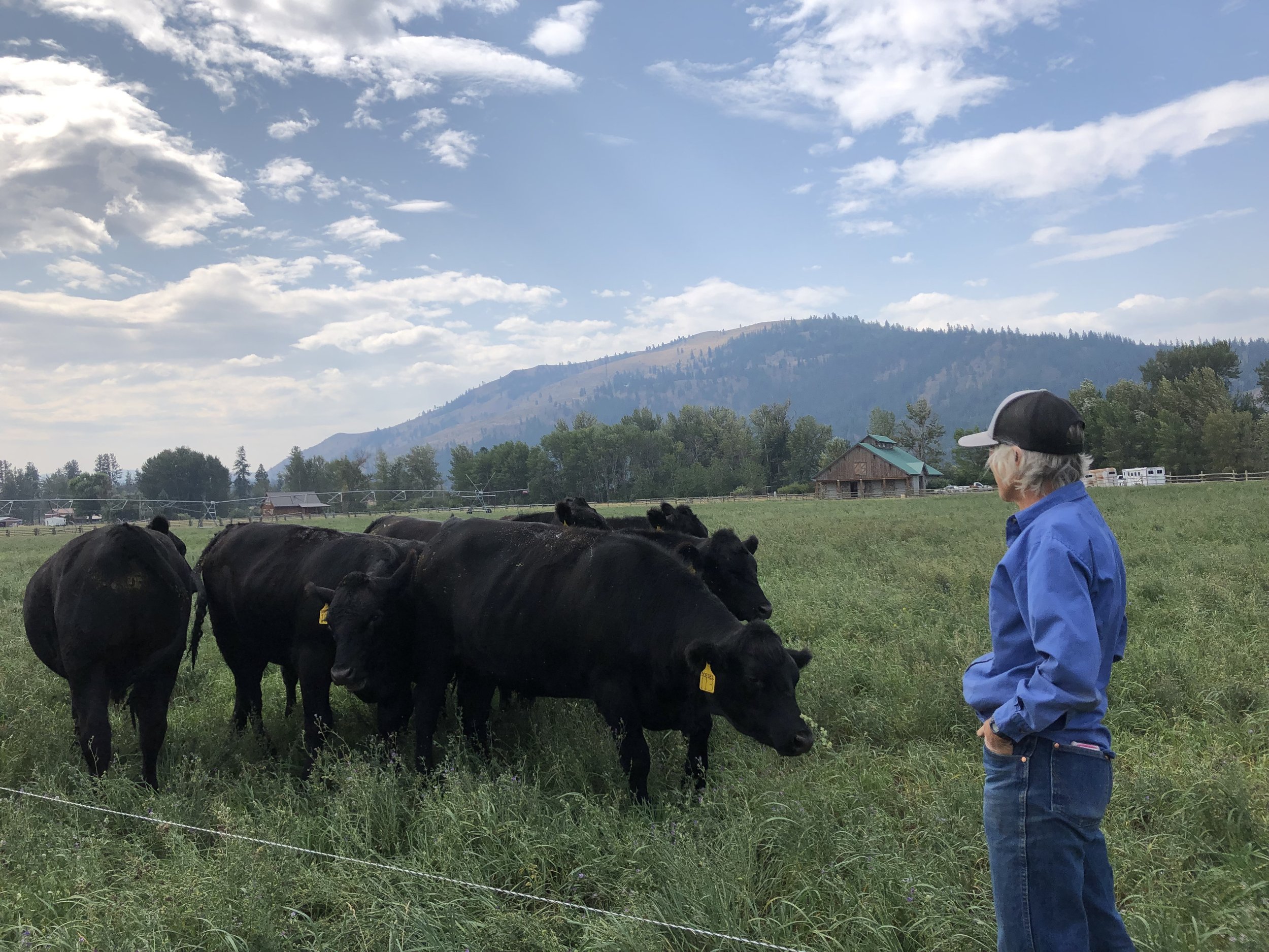 A farmer in a blue shirt and cap observes a group of black cattle in a lush green pasture, with mountains and a barn in the background under a partly cloudy sky.