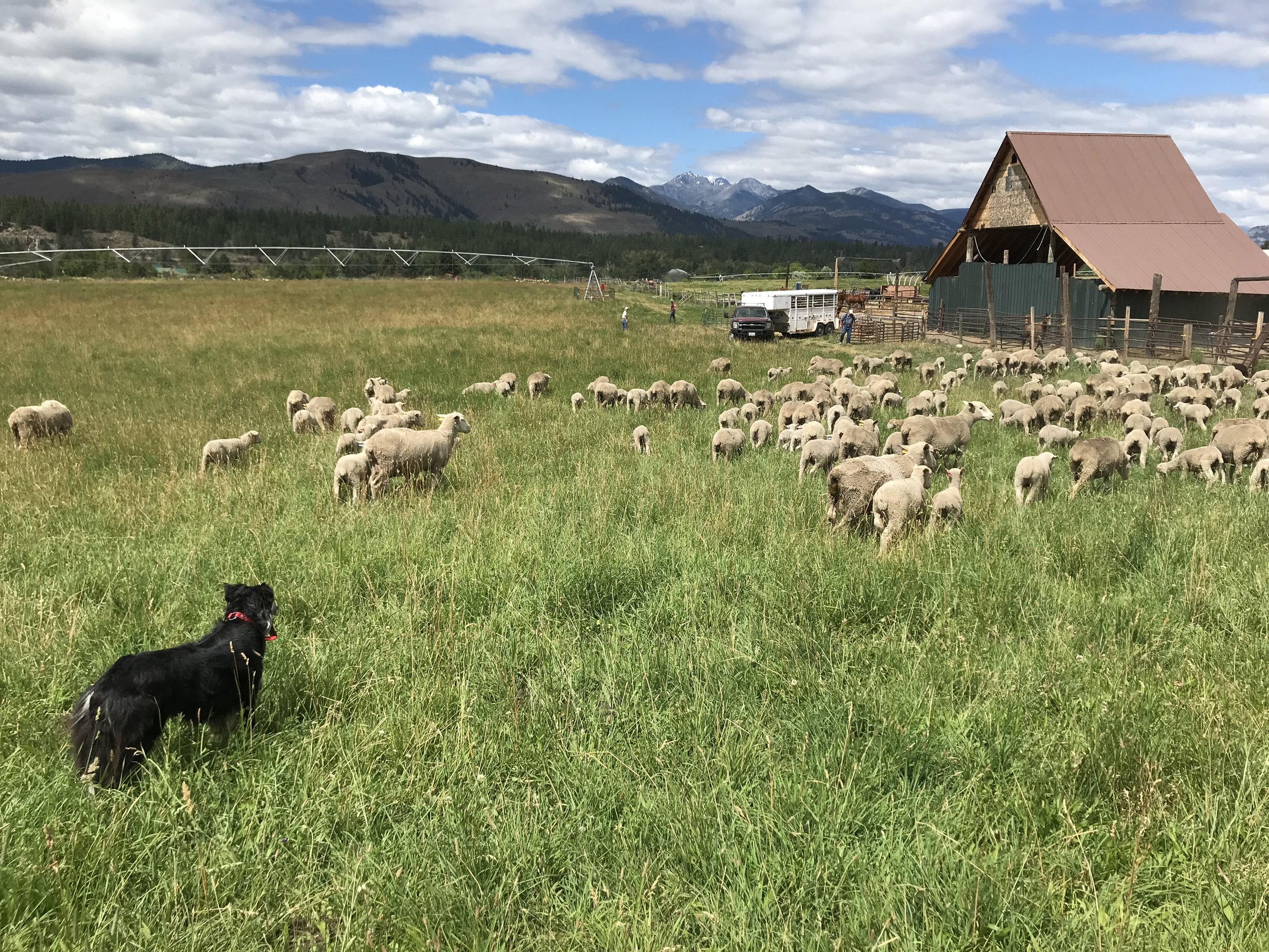 A herding dog watches over a flock of sheep grazing in a lush green field near a rustic barn and mountains under a partly cloudy sky.