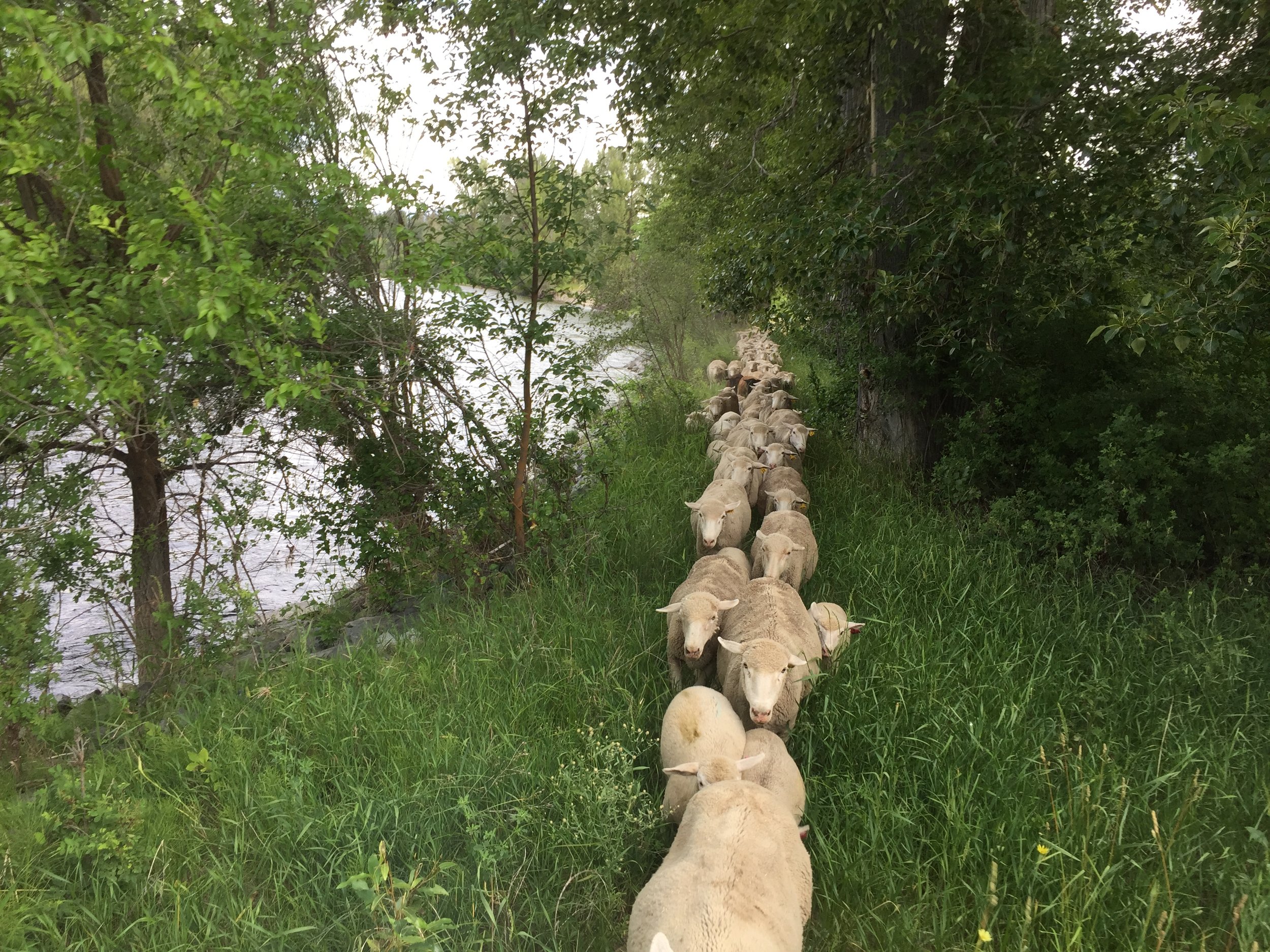 A herd of sheep walking along a grassy path beside a river, surrounded by lush green trees and foliage.