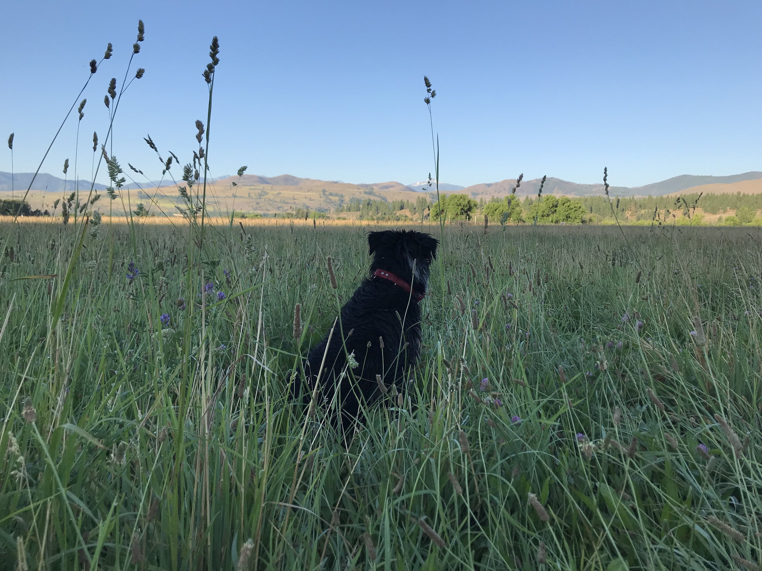 A black dog sits in a grassy field, gazing at distant mountains under a clear blue sky, surrounded by wildflowers and tall grasses.