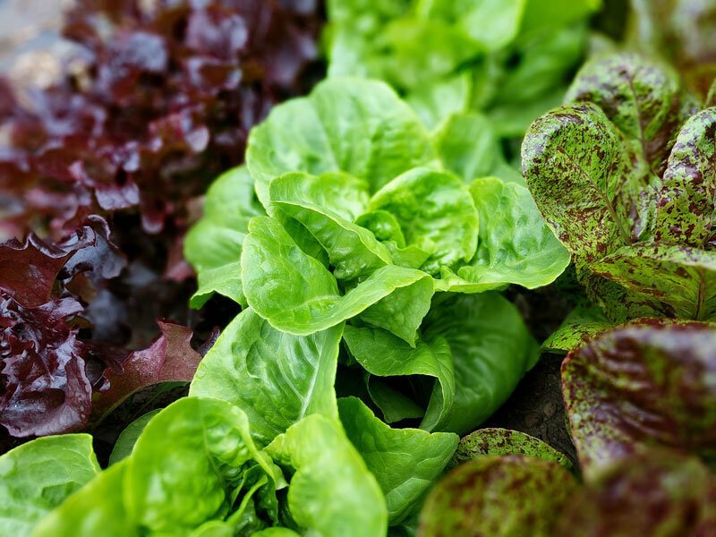 Fresh green and red lettuce varieties growing in a garden, showcasing vibrant colors and healthy leaves, ideal for salads and nutritious meals.