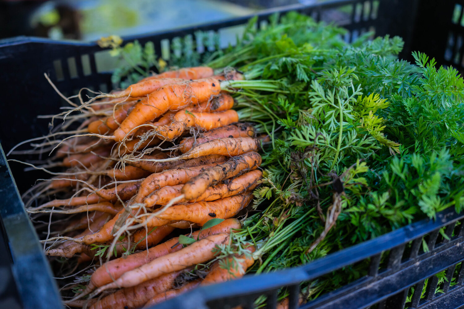 Freshly harvested organic carrots with green tops in a black crate, showcasing their earthy texture and vibrant orange color, ideal for farm-to-table recipes.