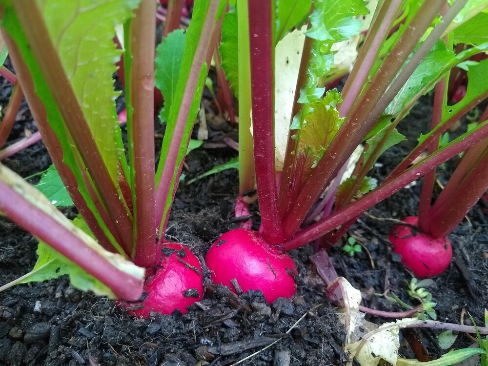 Freshly grown radishes with vibrant red roots emerging from rich, dark soil, surrounded by green leaves in a garden setting.