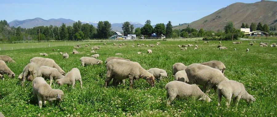 A flock of sheep grazing in a lush green pasture with mountains in the background, showcasing a serene rural landscape.