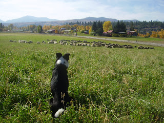 Border collie herding sheep in a grassy field with mountains in the background, showcasing rural life and animal teamwork.